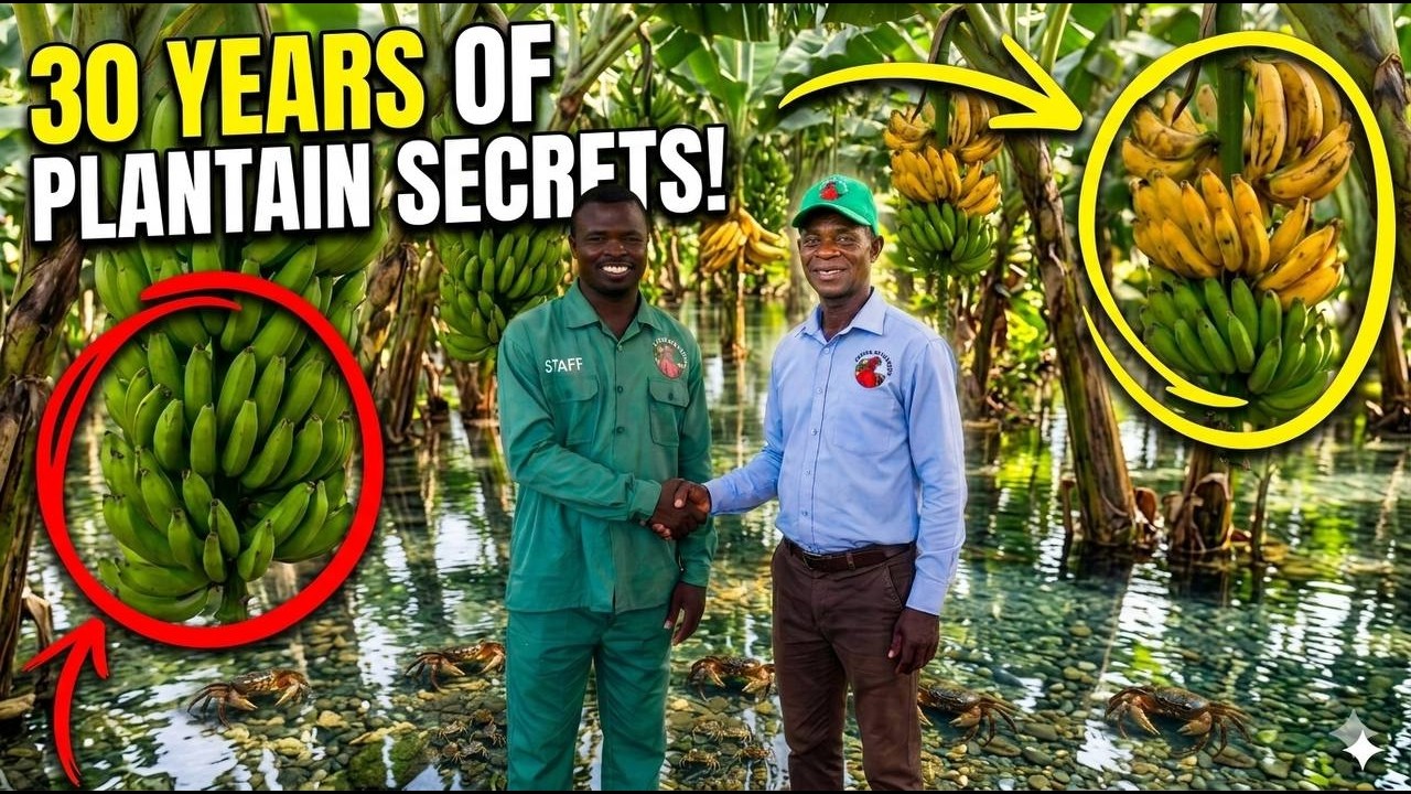 From Small Farm to Plantain Empire: 30 Years of Farming Wisdom by Atta Yeboah
