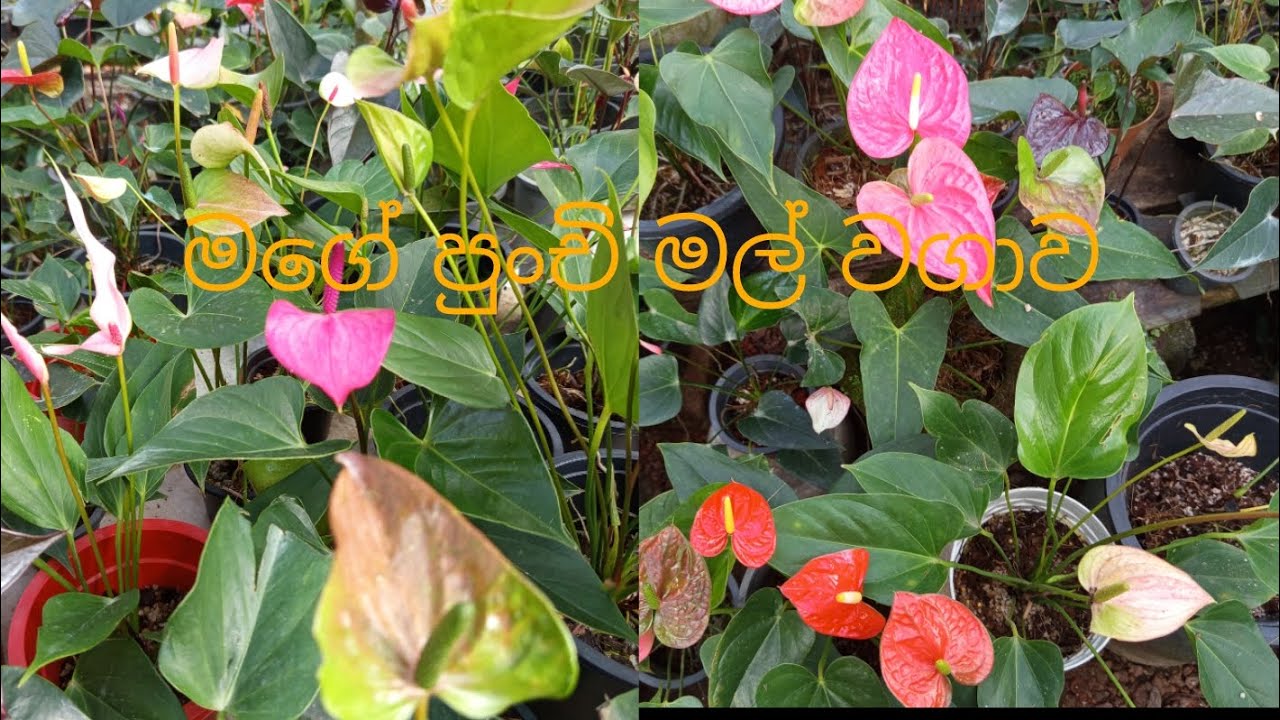 එන්න මගේ ඇන්තූරියම් වගාව බලන්න 🥰♥️💐