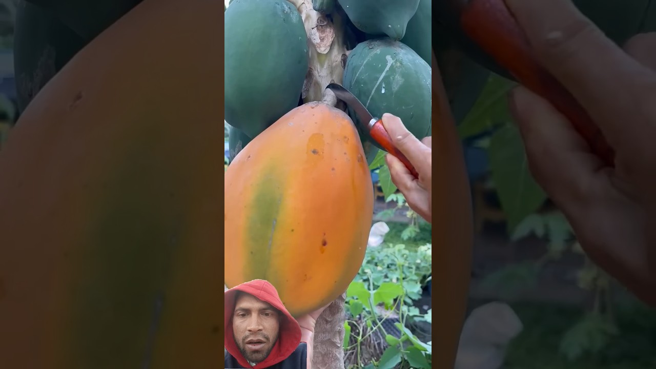 Beautiful Nature with Rural Life - Harvest  papaya