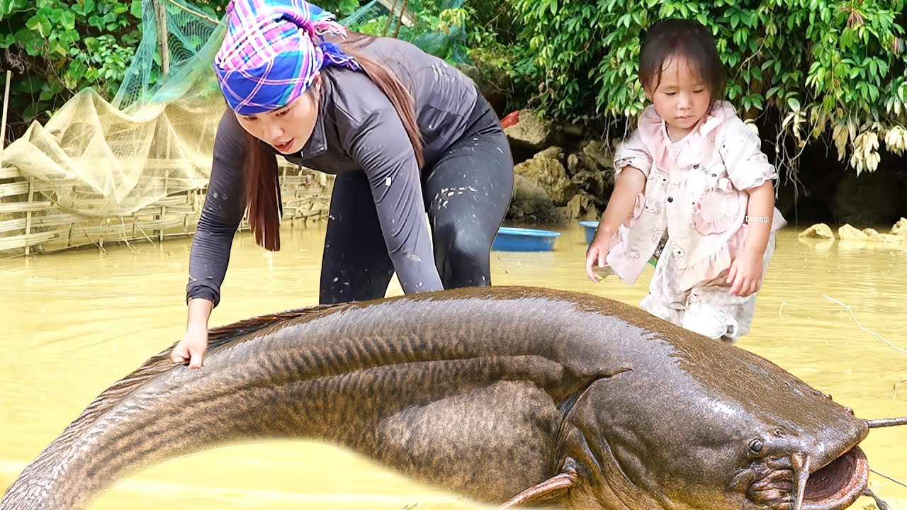 Harvesting Giant Carp and Catfish by BARE Hand to Sell at Fish Market with Single Mom
