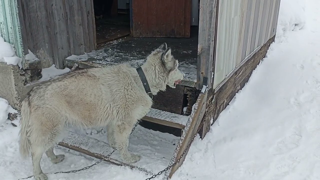 Снег сам себя не уберёт. Жизнь в деревне.