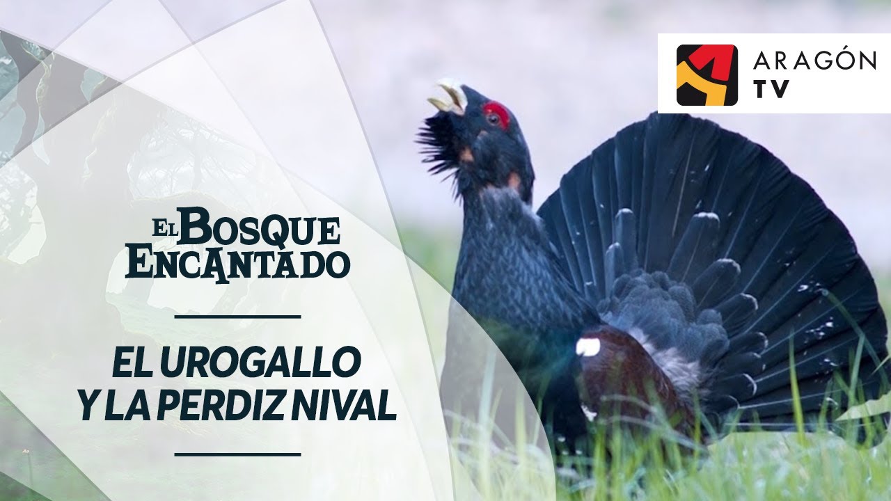 El urogallo y la perdiz nival | VALLE DE EST&Oacute;S