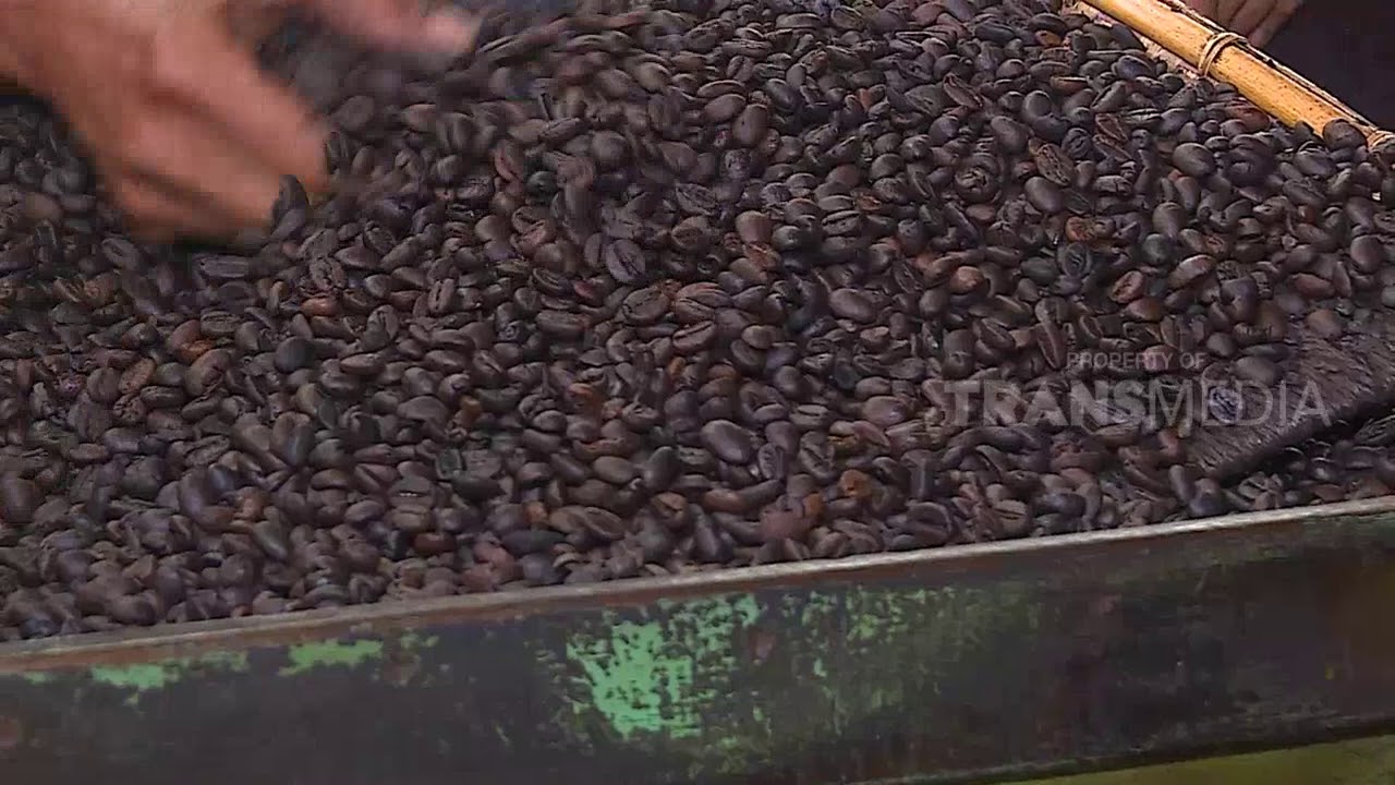 Begini Ternyata Proses Pengolahan Kopi Kerinci Secara Tradisional | RAGAM INDONESIA