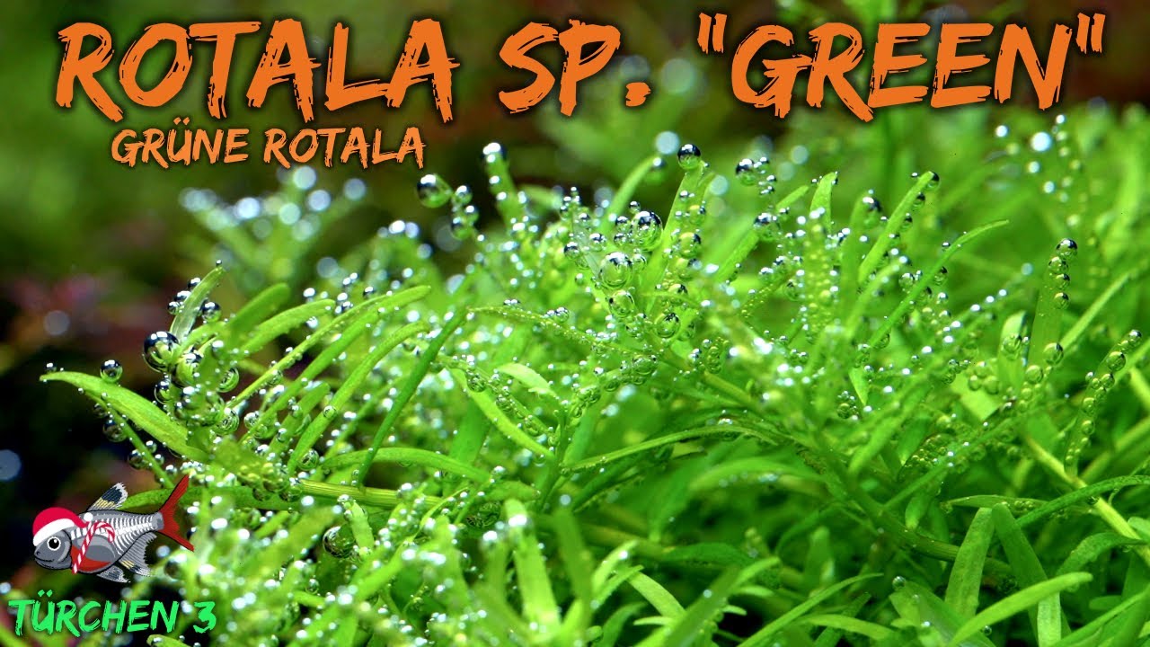 Die Grüne Rotala - Rotala sp. 
