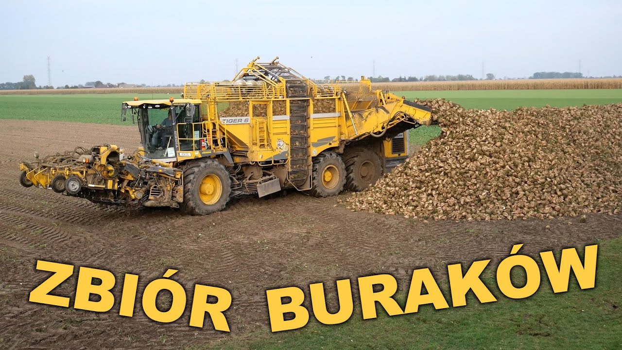 Zbiór buraków cukrowych - Ropa Euro Tiger 6