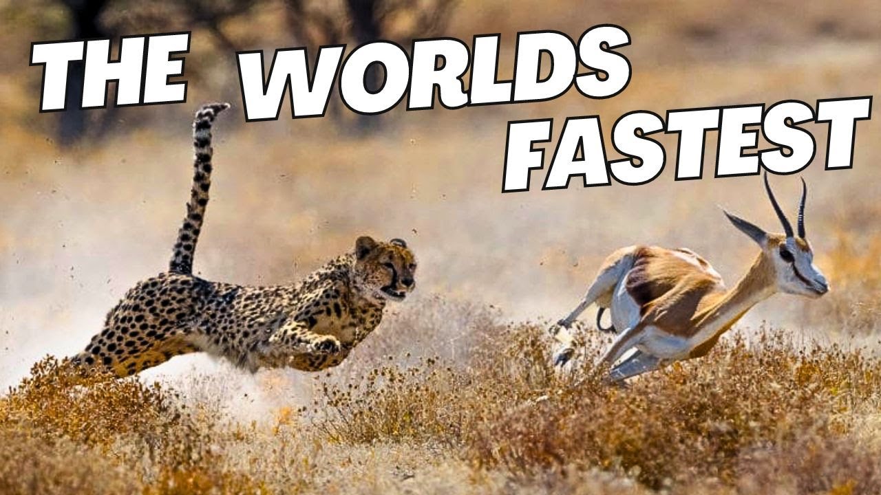 Top 5 Fastest Land Animals