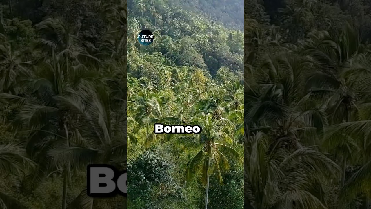 Palm Oil Is Destroying Borneo 🌿🔥