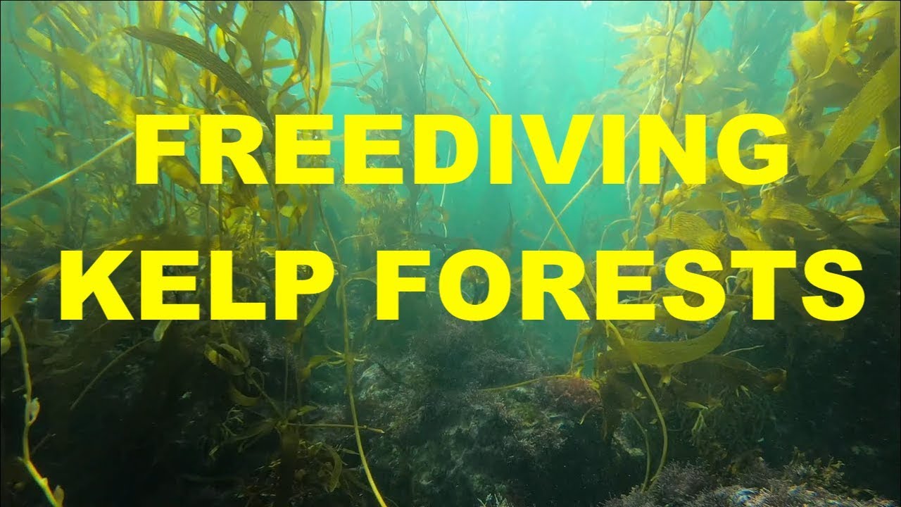 Freediving in Palos Verdes Kelp Forests (Point Vicente)