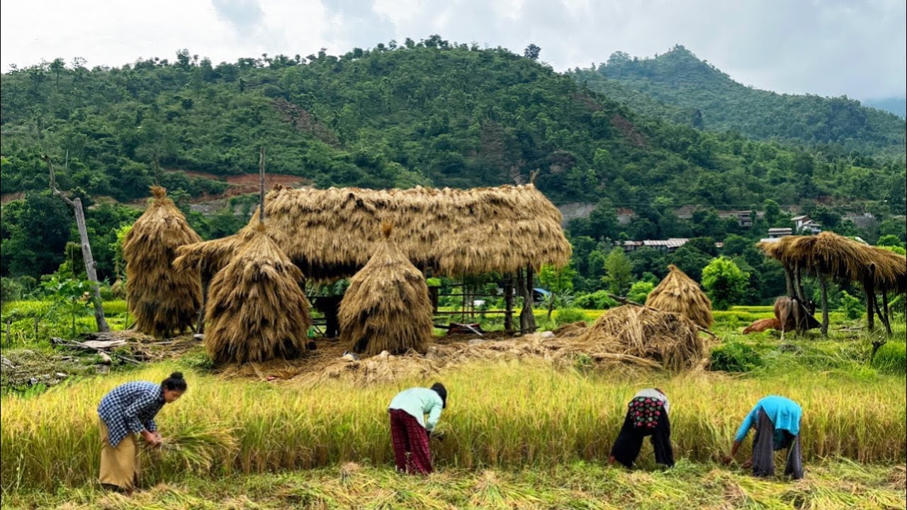 Hardworking Farmers Life in the Nepal Village | Paddy farming in Nepal | BijayaLimbu