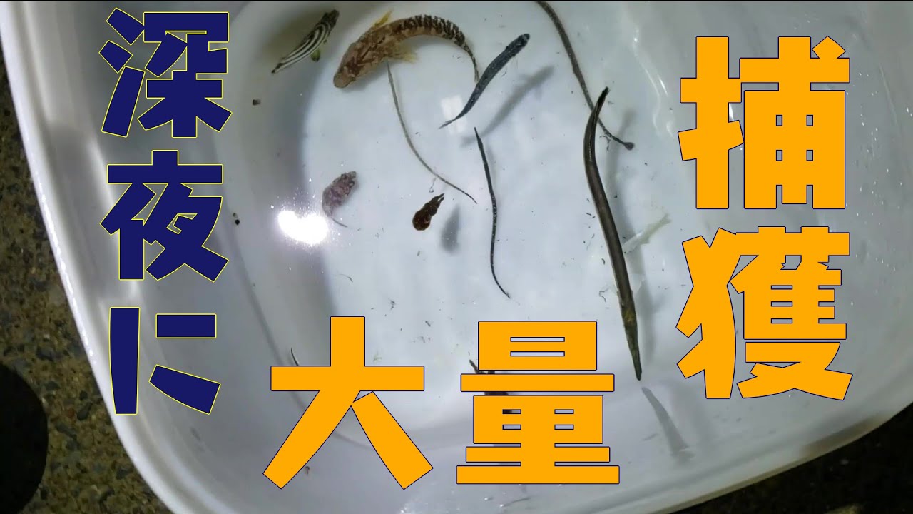 【岸壁採集】夜の岸壁でたも網無双！！
