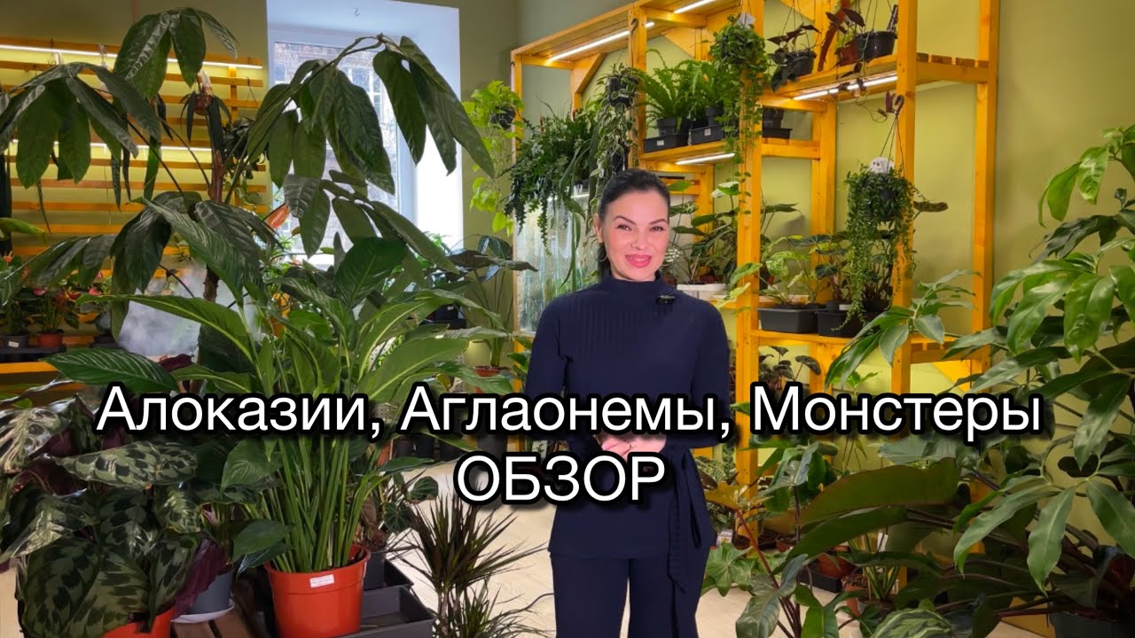 ОБЗОР растений🌱Наличие растений.Алоказии, Аглаонемы, Монстеры🪴