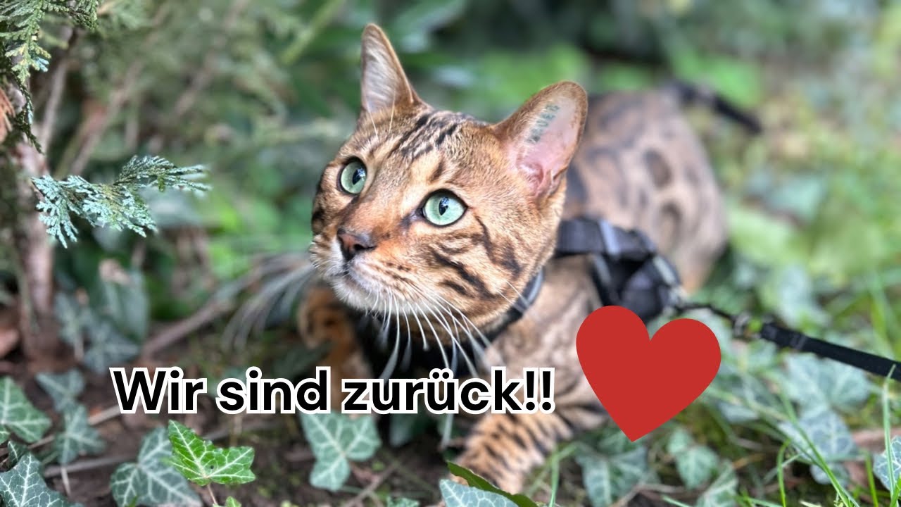 Wir kochen für uns und für die Katzis 😊