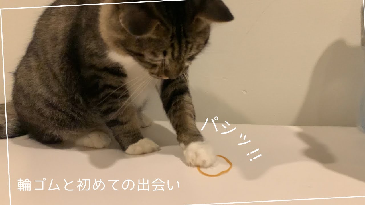 miiちゃんと輪ゴム