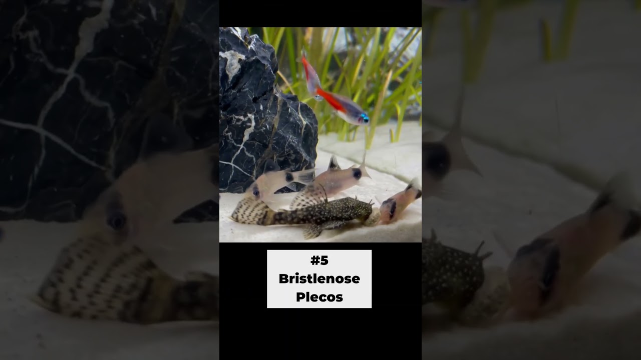 Top 10 Betta Fish Tank Mates #shorts