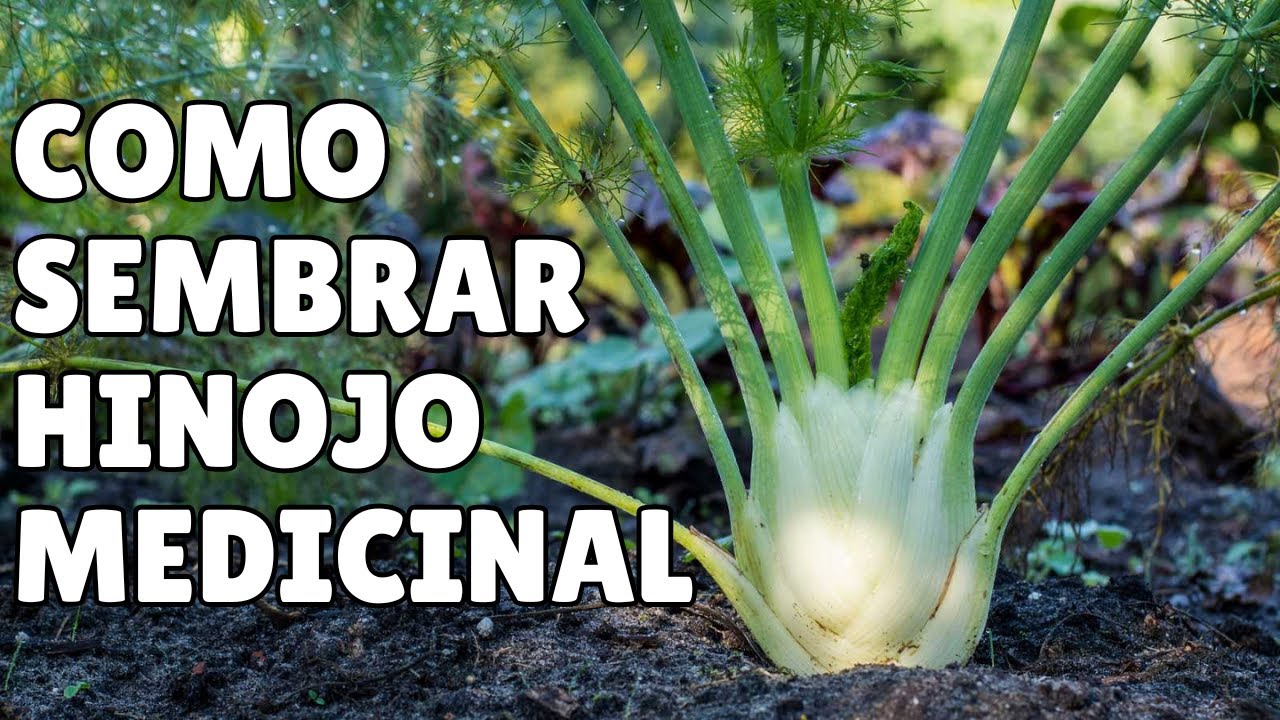 Como Sembrar HINOJO En Maceta 🪴/ Plantas MEDICINALES 🌱