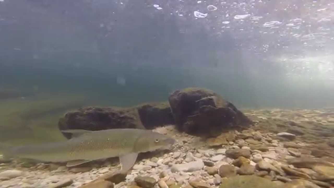 Tiere im Bach - animals in the river