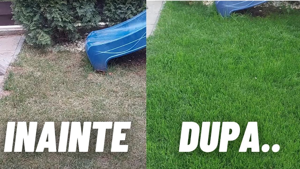 Intretinere gazon primavara. Si-a revenit gazonul in 7 zile.