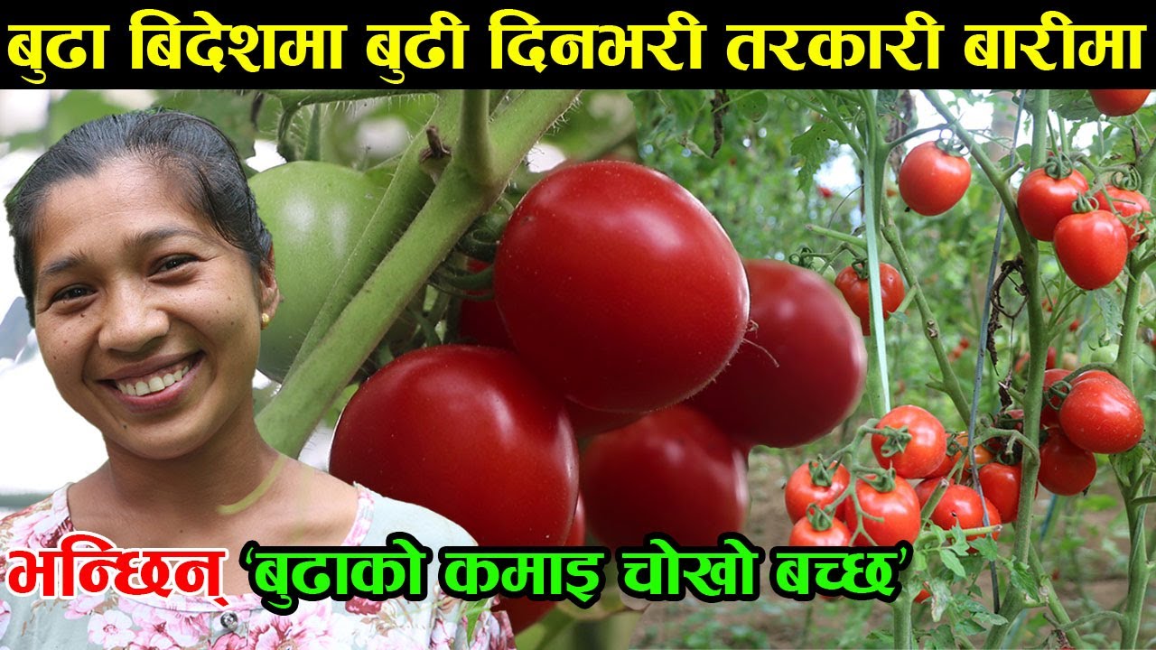 ‘मैले त बुढाको कमाइ चोखो बचाएकी छु’ टमाटर खेतीमा रमाउँदै  │Nepal Chitra