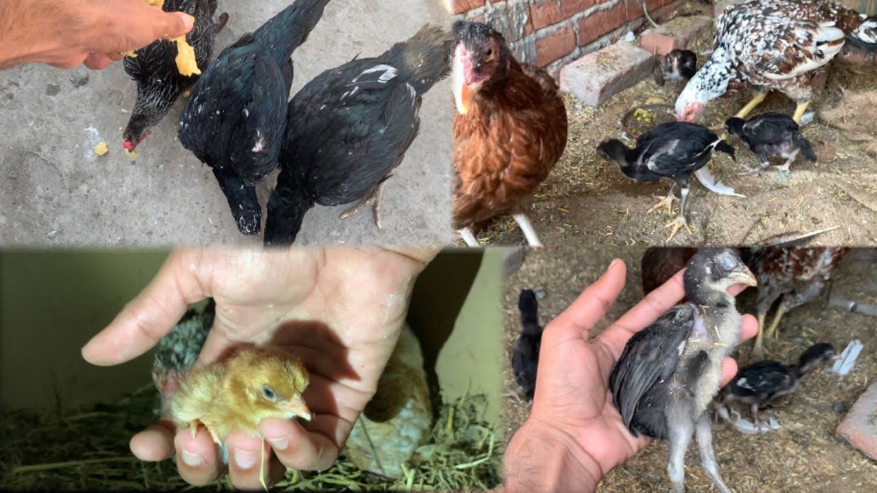 My Aseel Chick Hatched late & One Chick Died