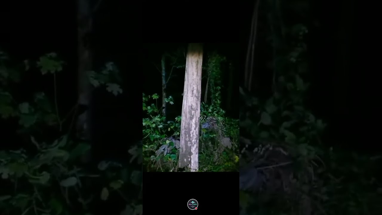 night explorer in a haunted teak forest