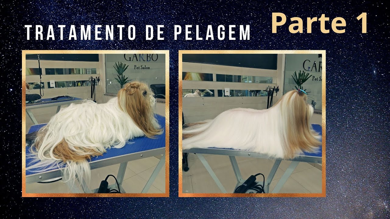 Aprenda a dar banho em no seu cachorro peludo