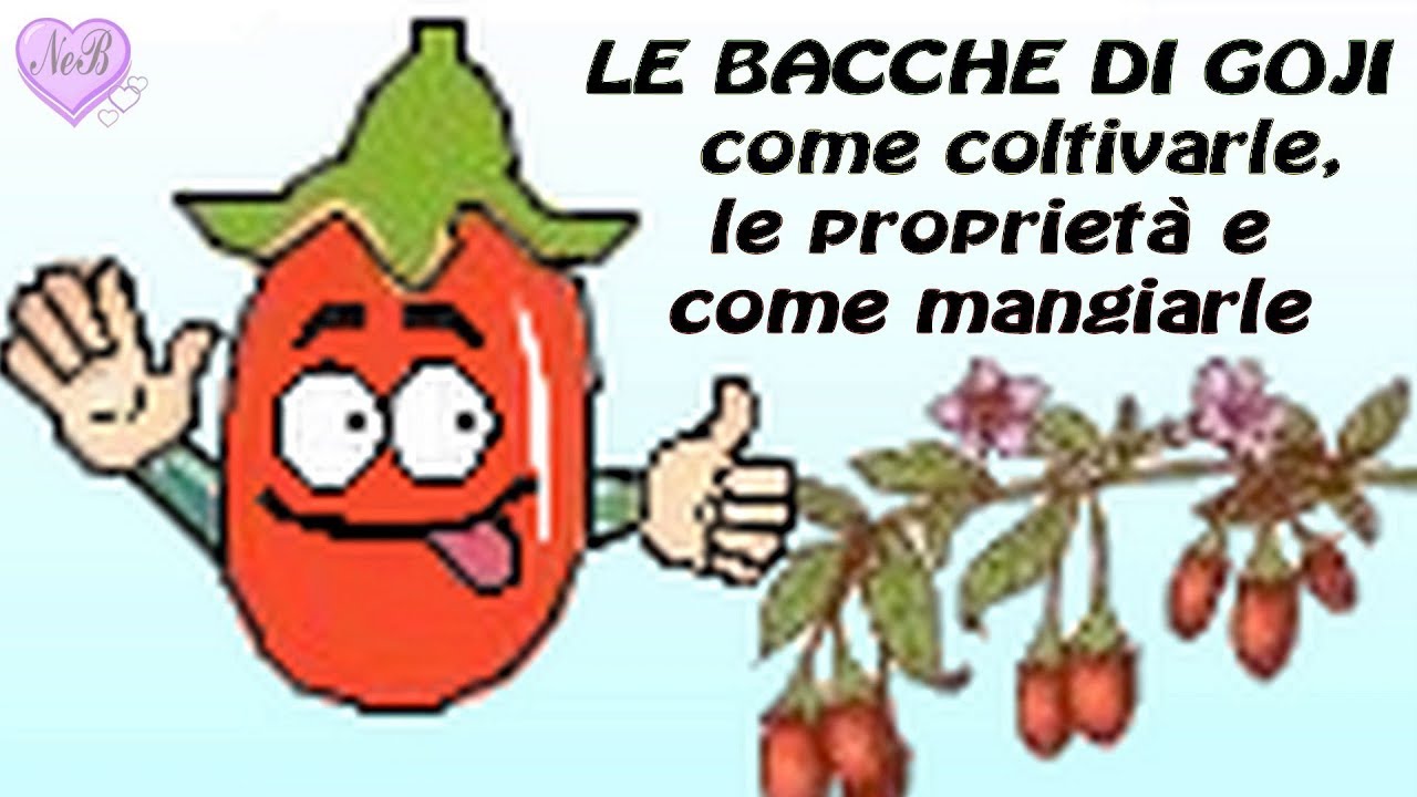 BACCHE DI GOJI