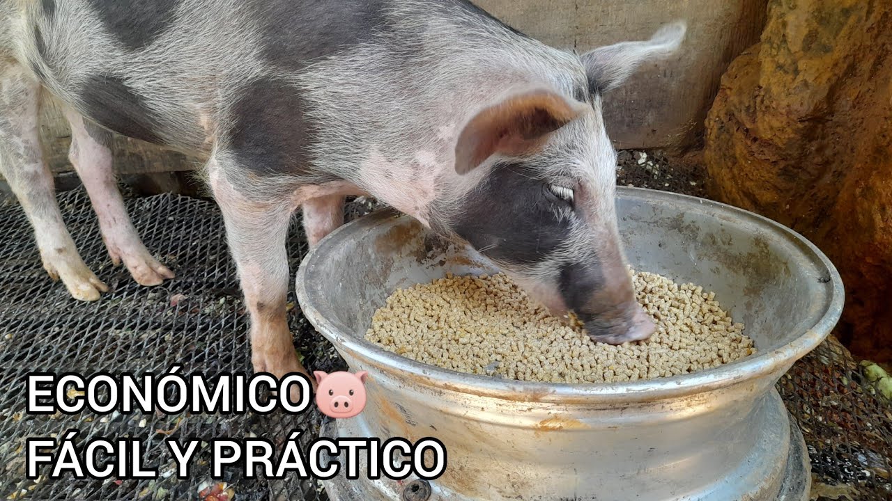 Comedero Para Cerdos Con Rin De Auto Fácil Y Práctico🐷
