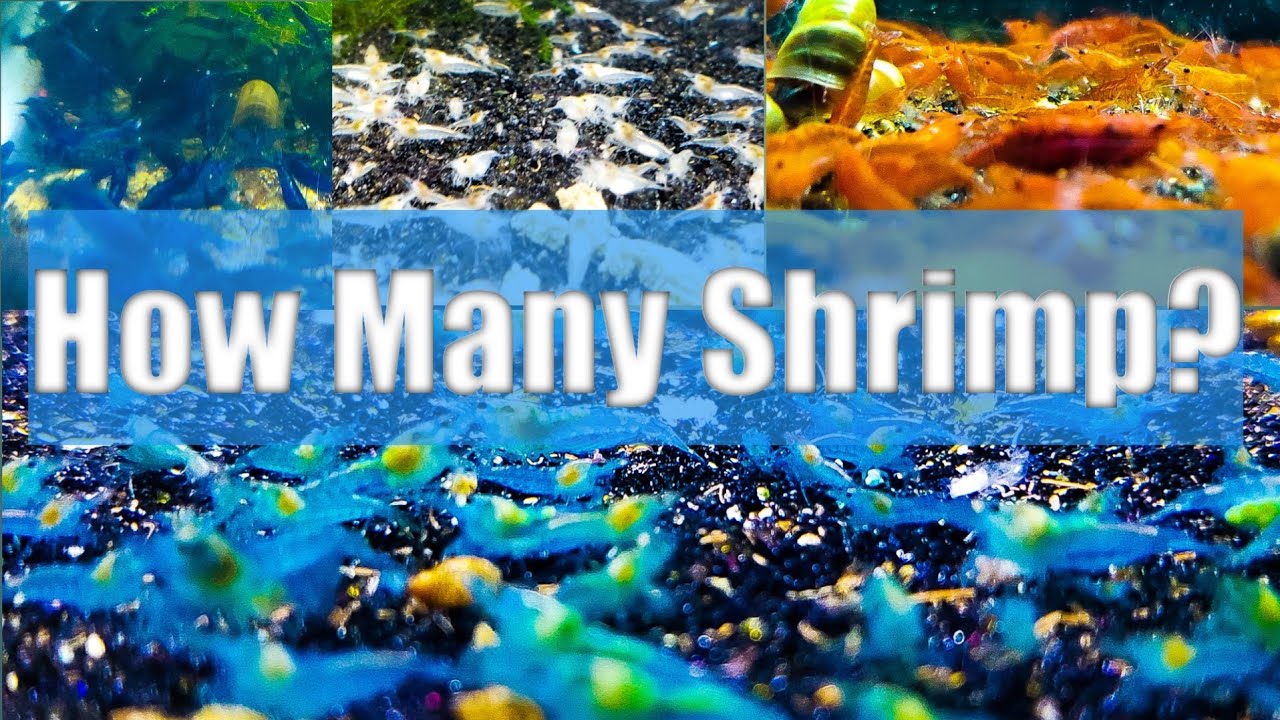 How Many Shrimp Can I Have In My Shrimp Tank?