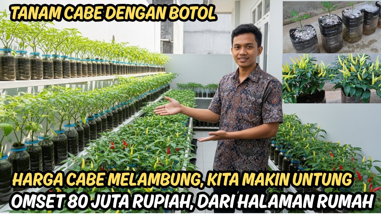 Luar Biasa‼️Menanam Cabai Pakai Botol Bekas‼️hasilkan 80jt rupiah. Cara Semi Hidroponik