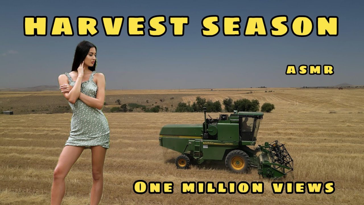 ASMR Wheat Harvesting in Kurdistan, Iran | John Deere 1055 Combine Harvester