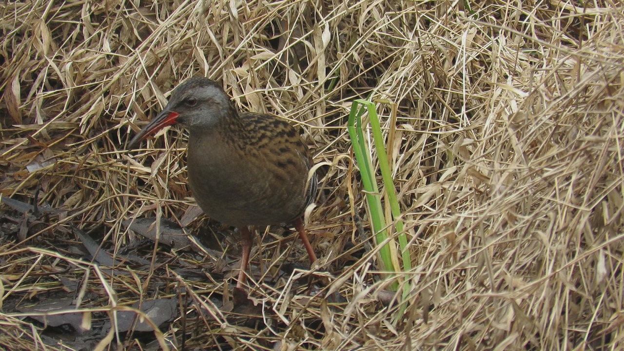 クイナ (Water rail) January 29,2017