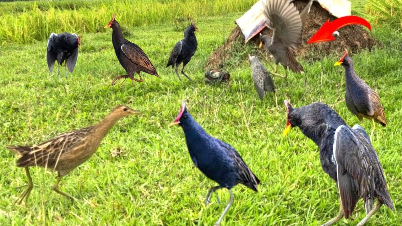 Traditional Bird Trapping | Watercock in the Wild #birdtrap