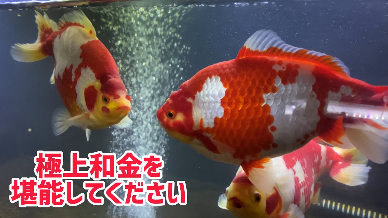 【金魚愛好家訪問】こだわりの極上更紗和金を見に行きました！【金魚愛好家リョウさん】