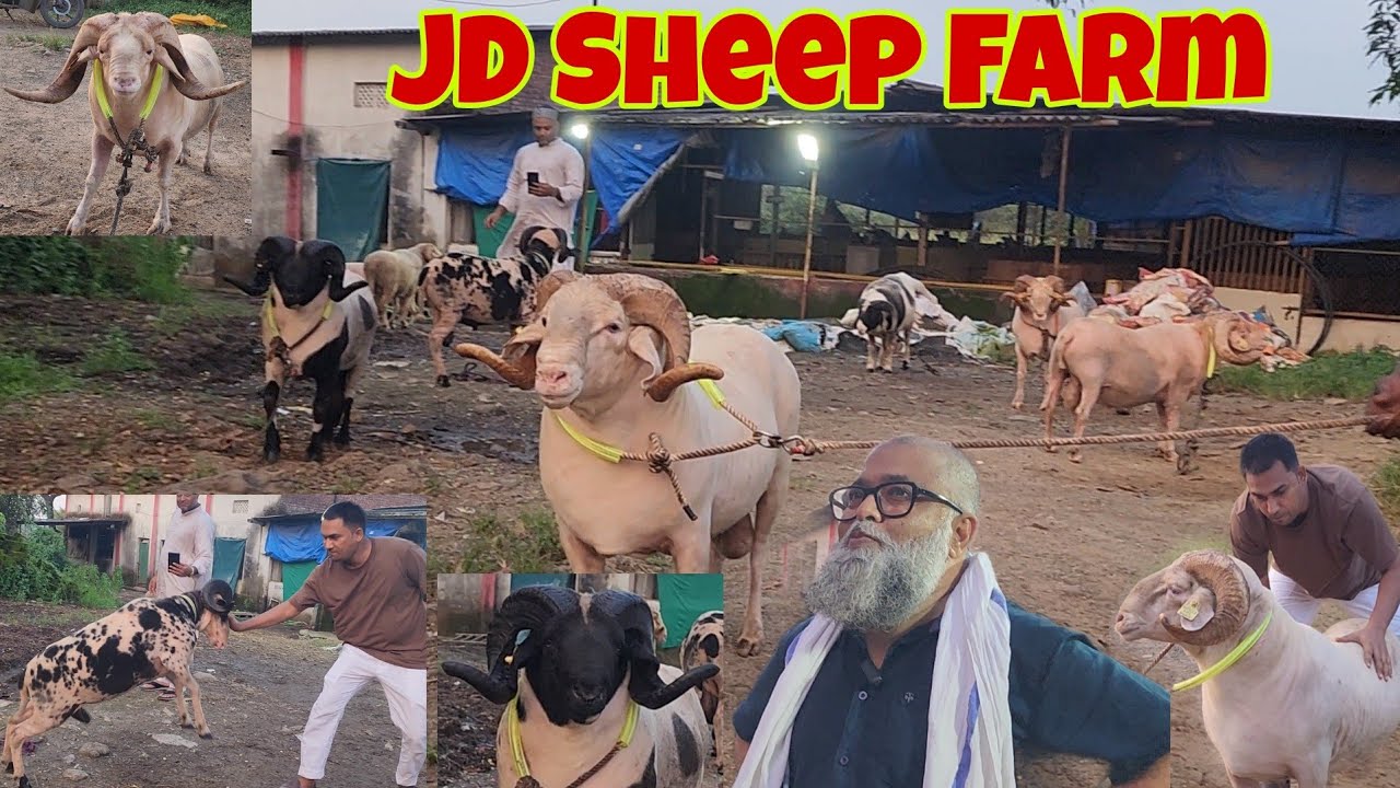 Biggest Sheep Show | Mendo Ki Lajawaab Tyaari | Tons Of Sheep Collection | JD Sheep Farm Imran Bhai.