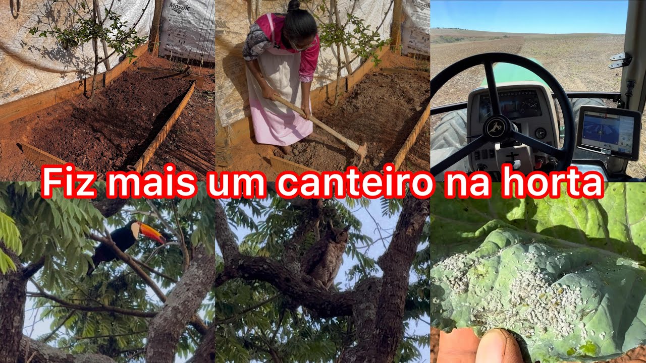 A natureza e suas belezas/ n&atilde;o consigui eliminar o  piolho Marido continua na agricultura 🧑&zwj;🌾 