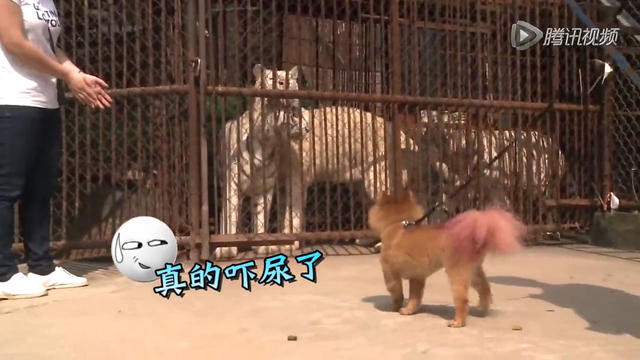 好奇实验室 笼子里的老虎会吓尿狗狗吗？狗见到老虎反应 dog reaction when meet tiger