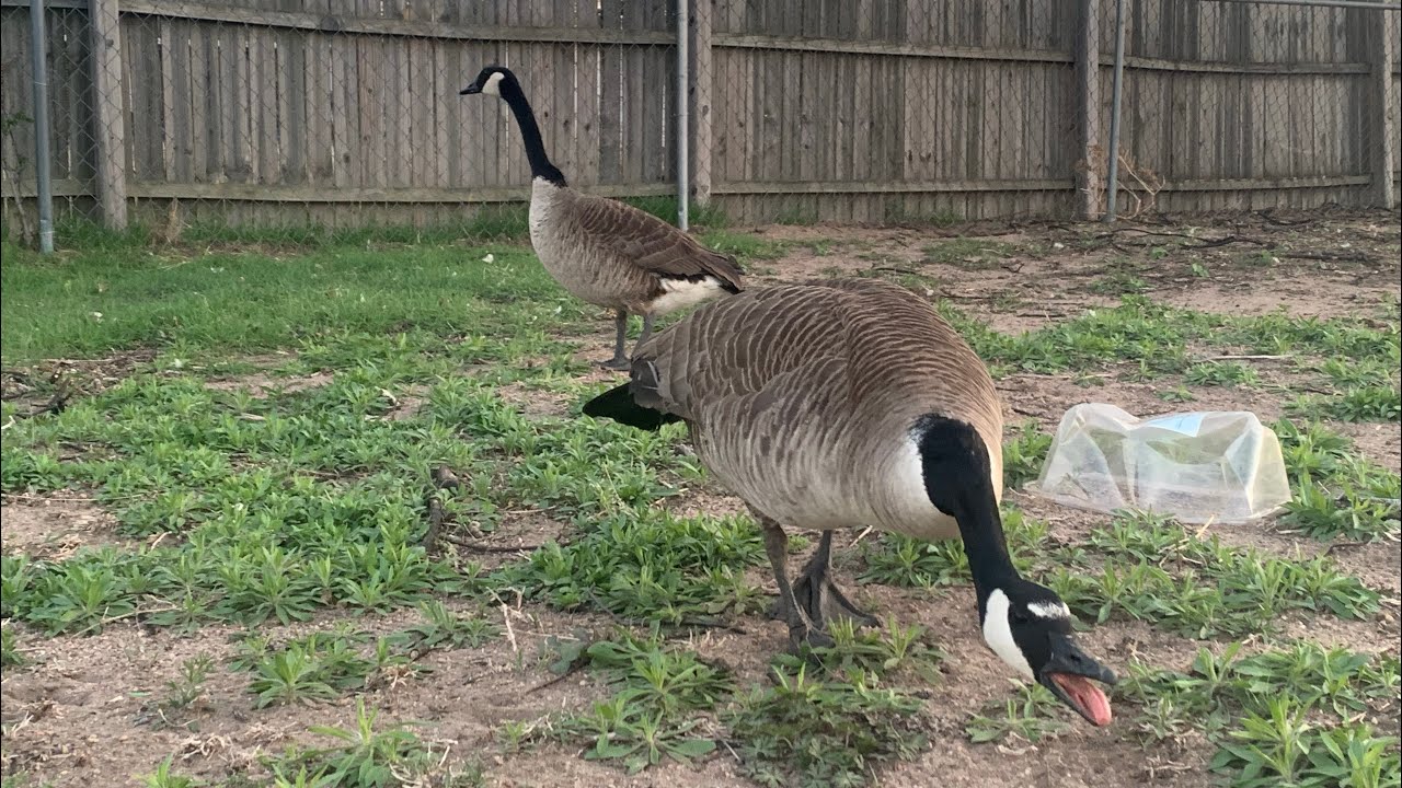 Мои домашние канадские казарки гнездятся!!!