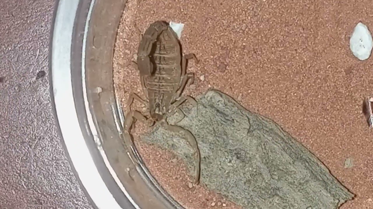 Hottentota Tamulus Scorpion Unboxing (highly venomous)