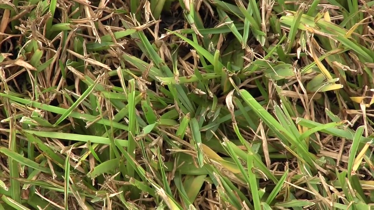 How to Spot Chinch Bug Damage - Houston Sugar Land Missouri City Pearland