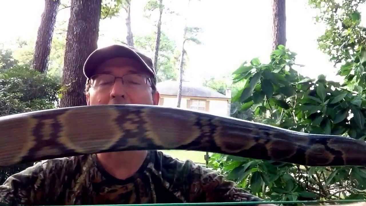 PVC bow #25 with Deer Antler siyahs and snake skin