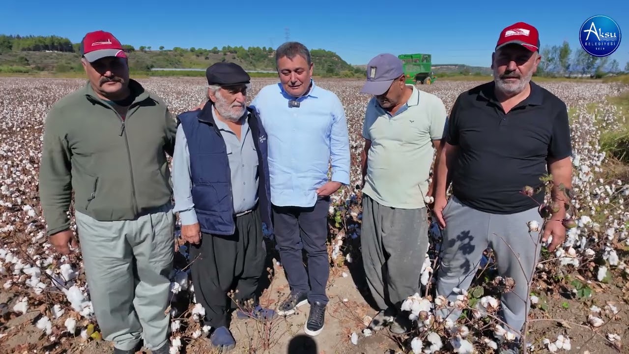 Aksu’da “Beyaz altın” olarak tabir edilen pamuk hasadı başladı. 