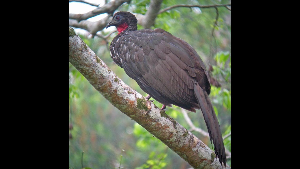 Belize 2008 Part 1 (Chan Chich)