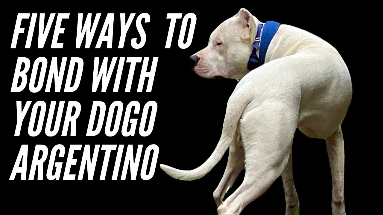 FIVE WAYS TO BOND WITH YOUR DOGO ARGENTINO