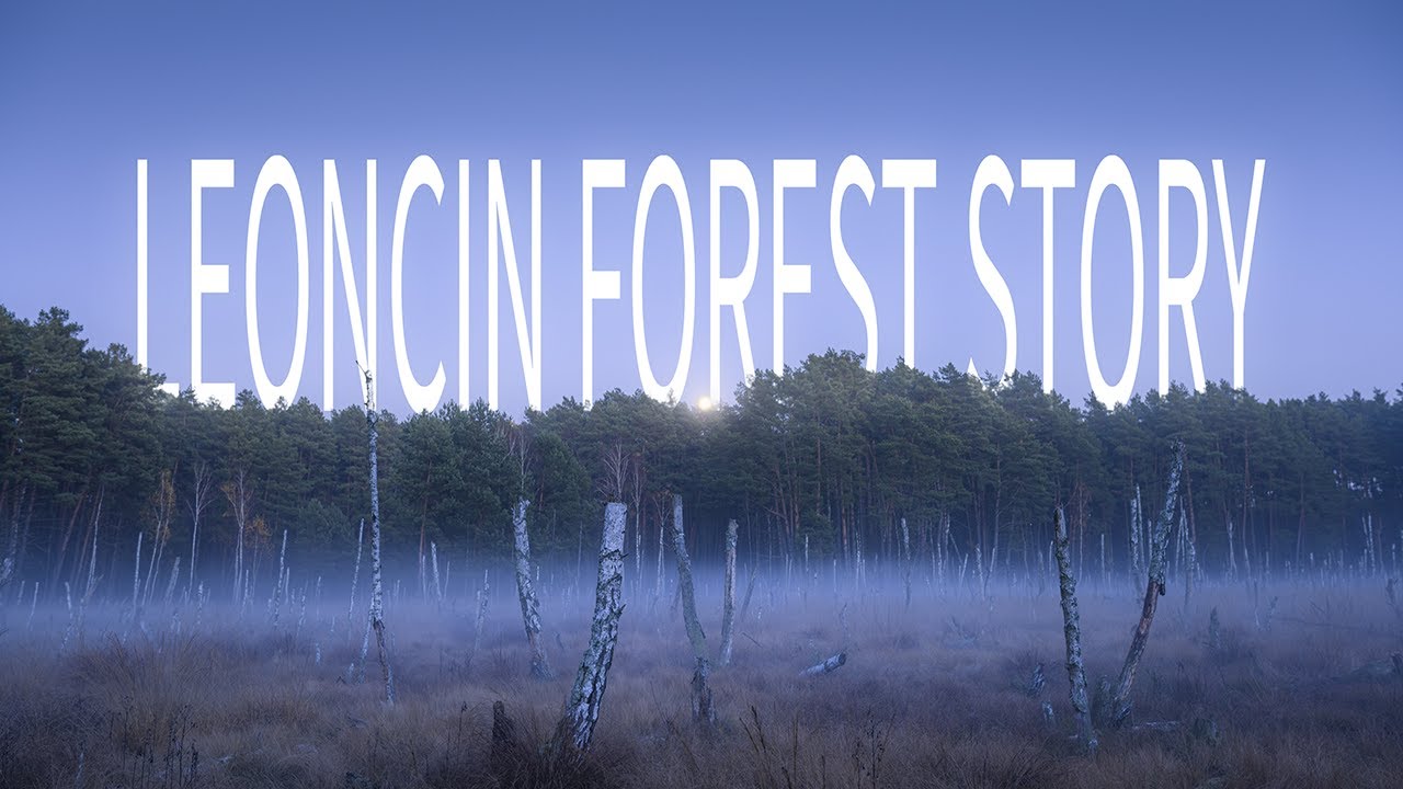Nic Tego Nie Zapowiadało - Leoncin Forest Story | Fotografia Krajobrazu