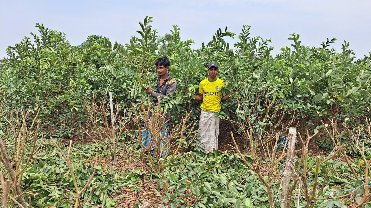 পেয়ারা গাছের ডাল হার্ড প্রুনিং বা চূড়ান্ত কাটিং দেখতে সরাসরি আমাদের সাথে থাকুন.....!!