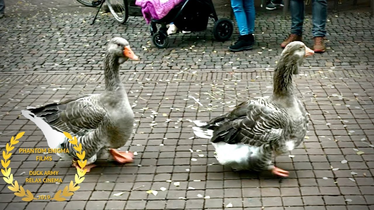 Duck Geese Army Walking Down the City of Berlin Germany Shorts