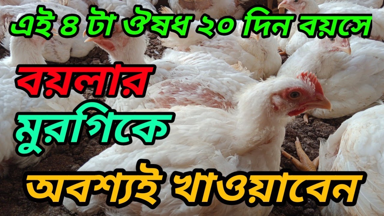 এই ৪ টা ঔষধ ২০ দিন বয়সে বয়লার মুরগিকে অবশ্যই খাওয়াবেন | তাহলে মুরগি ভালো এবং সুস্থ থাকবে | 