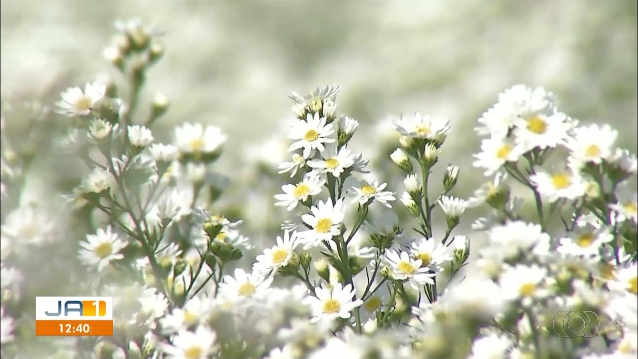 PLANTAÇÃO DE ASTER 2019