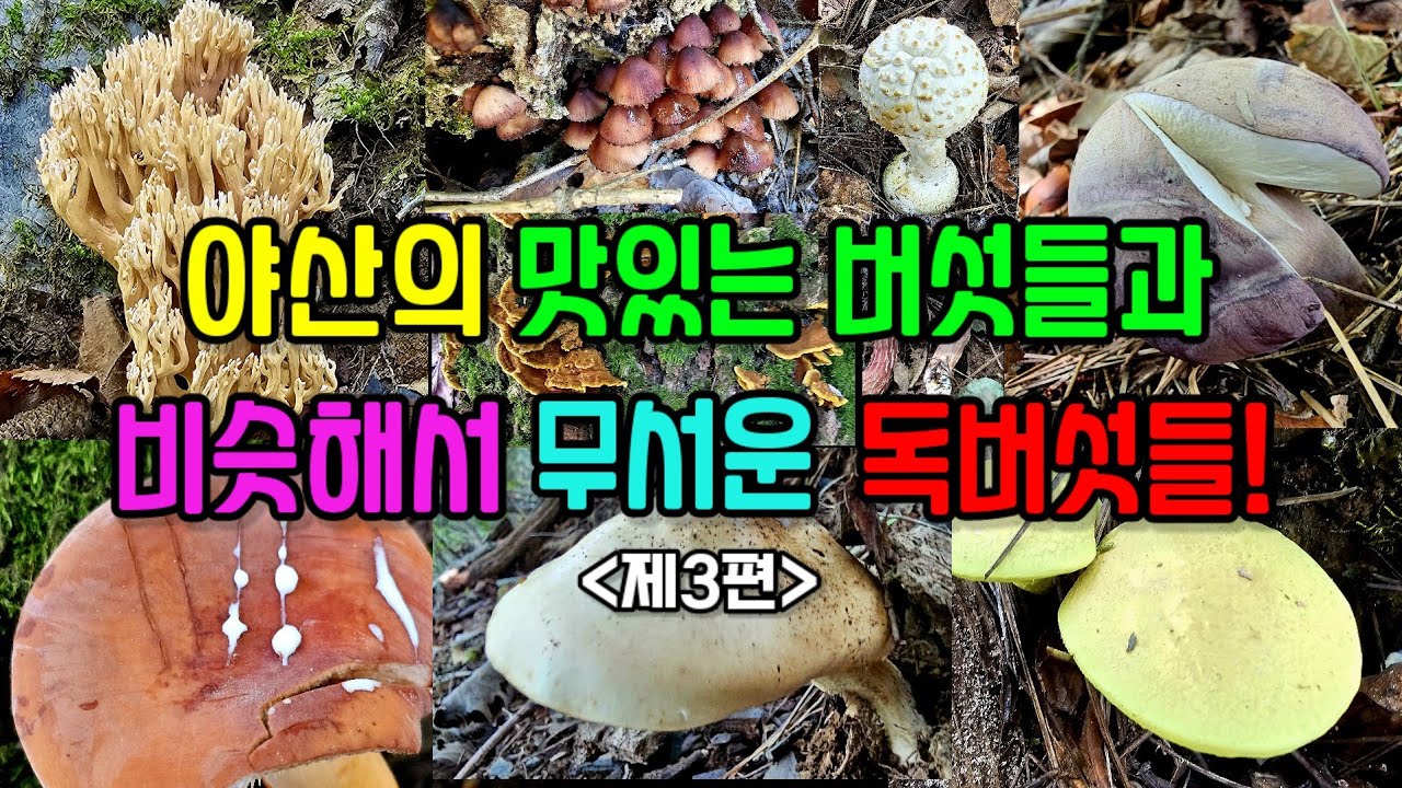 제3편 9종! 야산의 맛있는 식용버섯과 비슷한 독버섯을 구별하라!