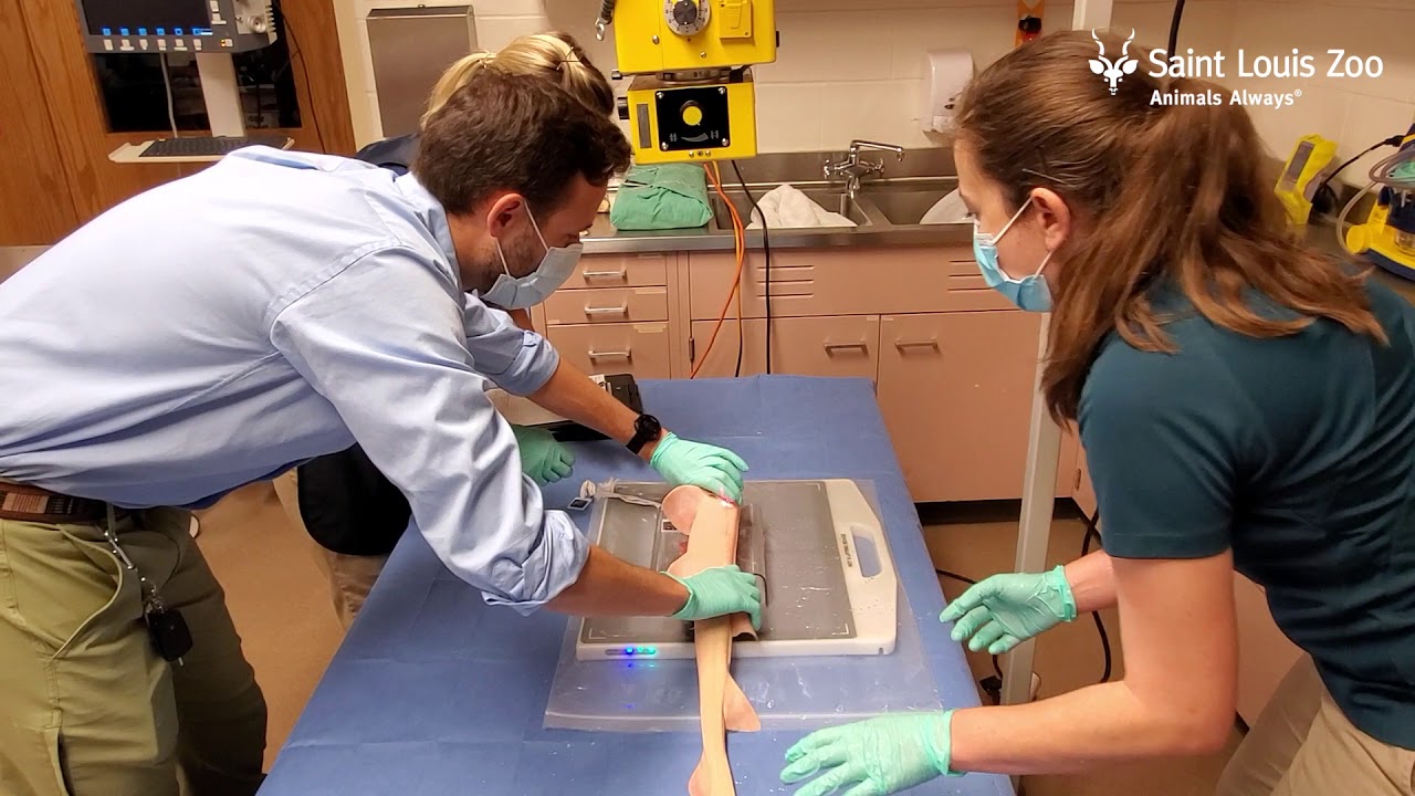 Bamboo shark procedure at the Saint Louis Zoo